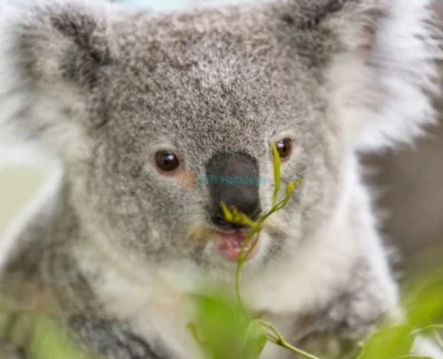Featherdale Wildlife Park - Image 2 of 5