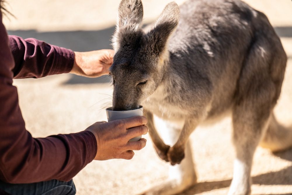 Featherdale Wildlife Park - Image 3 of 10