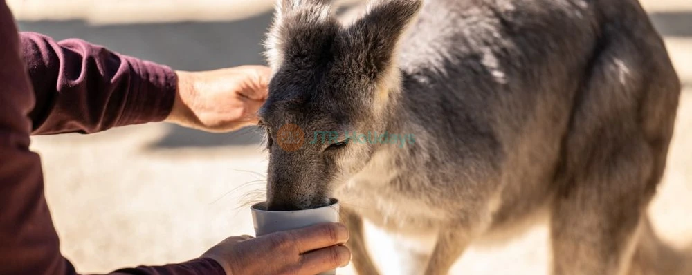 Featherdale Wildlife Park - Image 3 of 5