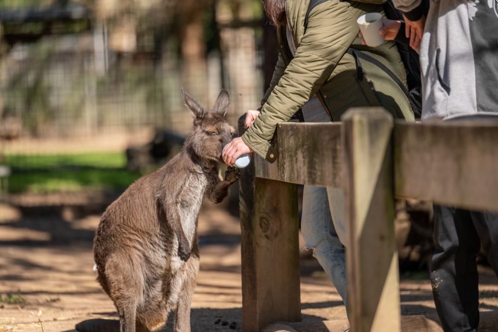 Parc animalier Featherdale - Découvrez le parc animalier Featherdale à Sydney, qui abrite plus de 1 700 animaux australiens. Approchez-vous des kangourous, des koalas et bien d'autres dans un environnement adapté aux familles. Profitez d'expériences pratiques telles que nourrir les kangourous et prendre des photos avec des koalas. À seulement une courte distance en voiture de Sydney, c'est la destination idéale pour les amoureux de la faune et toute personne souhaitant découvrir la beauté naturelle de l'Australie. Parc animalier Featherdale - Image 5 sur 5