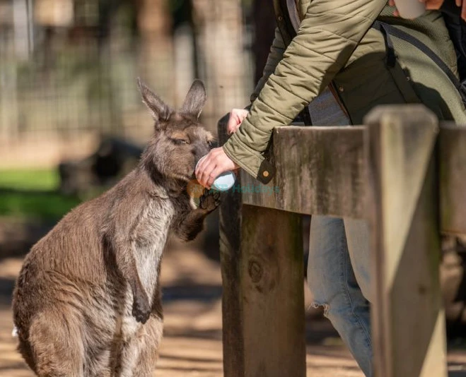 Featherdale Wildlife Park - Image 5 of 5