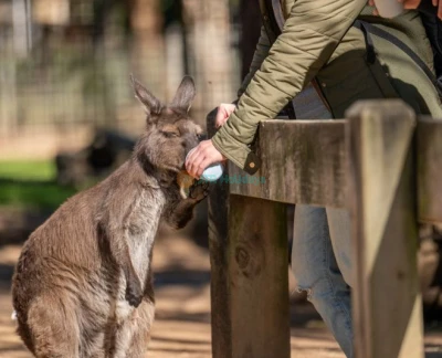 Featherdale Wildlife Park - Image 5 of 5