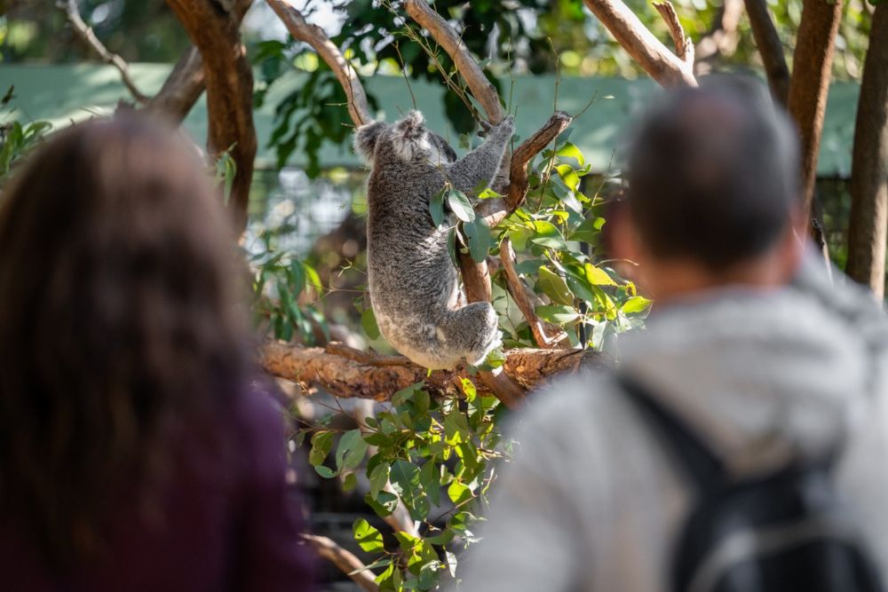 Featherdale Wildlife Park - Image 6 of 10