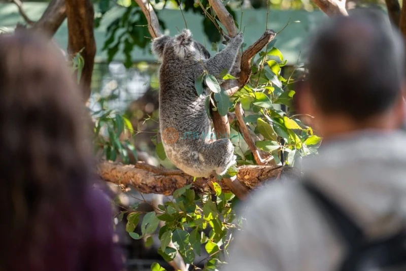 Featherdale Wildlife Park - Image 6 of 10