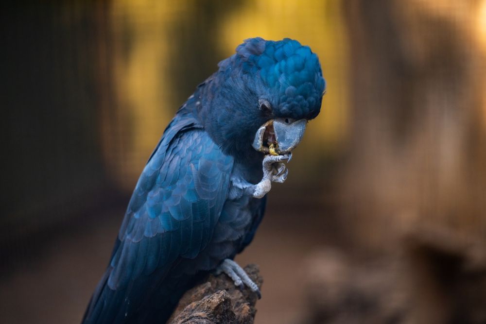 Featherdale Wildlife Park - Image 7 of 10
