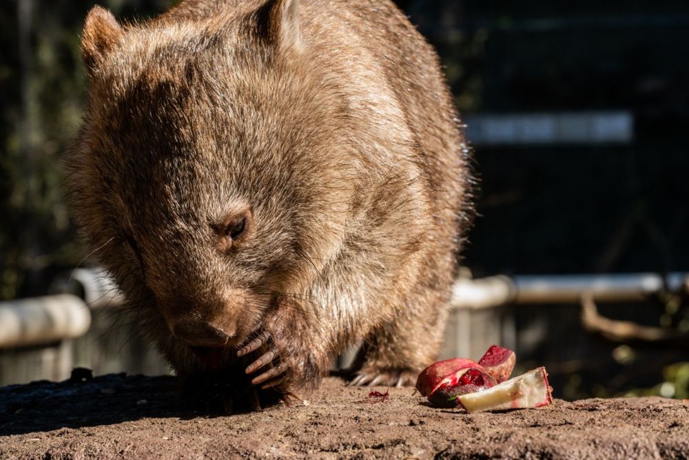 Featherdale Wildlife Park - Image 9 of 10