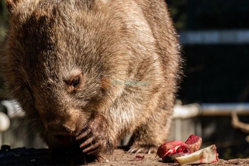 Featherdale Wildlife Park - Image 9 of 10