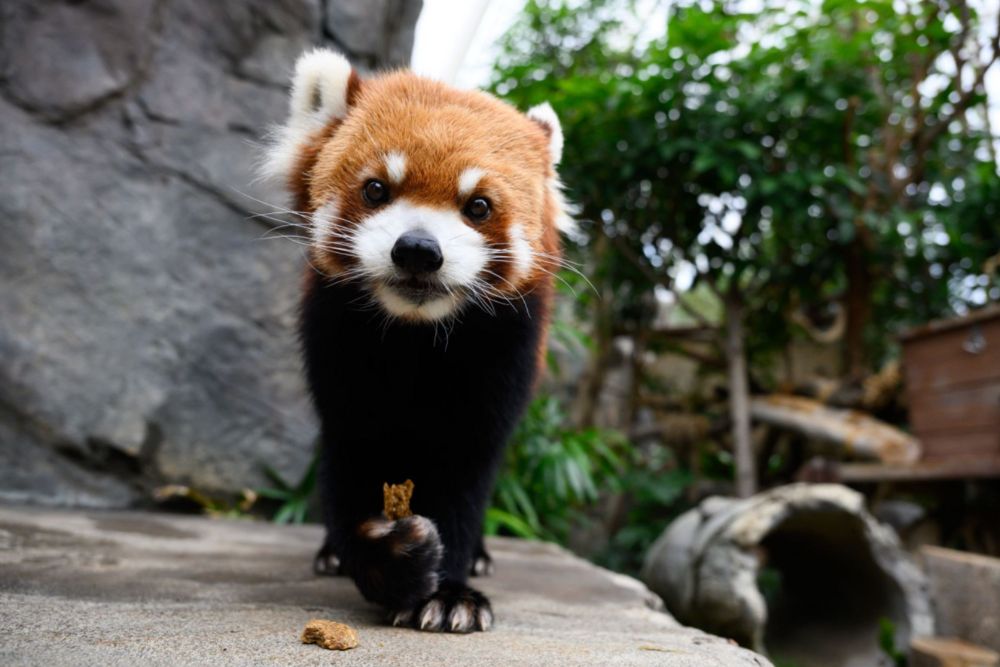 Ocean Park Hong Kong - Image 11 of 12