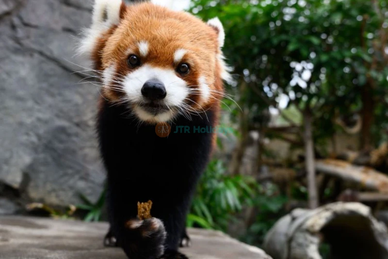 Ocean Park Hong Kong Tickets - Family Fun, Marine Life & Thrill Rides - JTR Holidays - Image 11 of 12