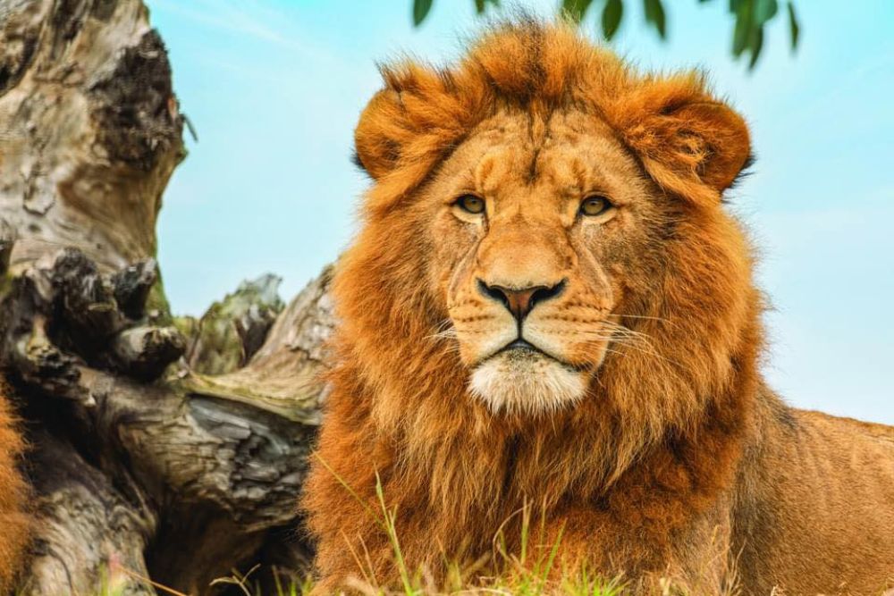 Sydney Zoo - Image 1 of 11