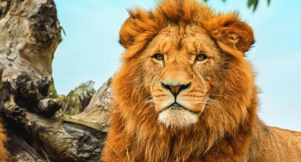 Zoo de Sydney - Image 1 sur 5