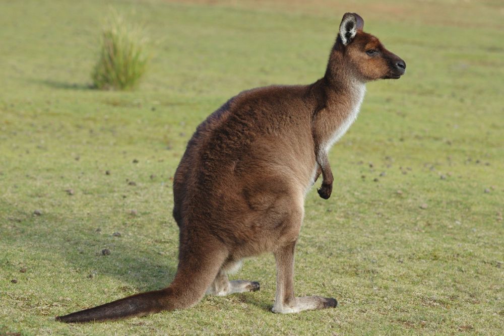 Sydney Zoo - Image 3 of 5
