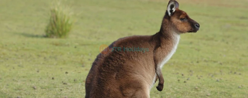 Zoo de Sydney - Image 3 sur 5