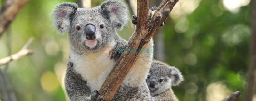 Zoo de Sydney - Image 4 sur 5