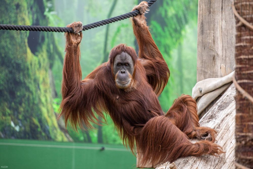 Sydney Zoo - Image 5 of 5