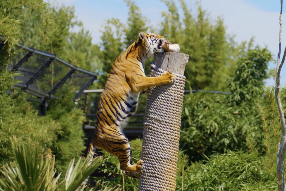 Sydney Zoo - Image 7 of 11