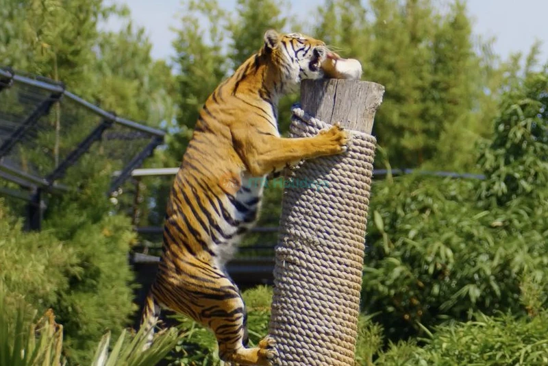 Sydney Zoo Ticket Offer | Family Wildlife Experience in Western Sydney - JTR Holidays - Image 7 of 11