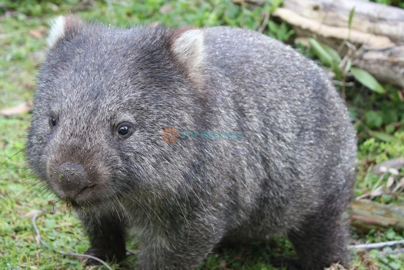 Sydney Zoo Ticket Offer | Family Wildlife Experience in Western Sydney - JTR Holidays - Image 11 of 11