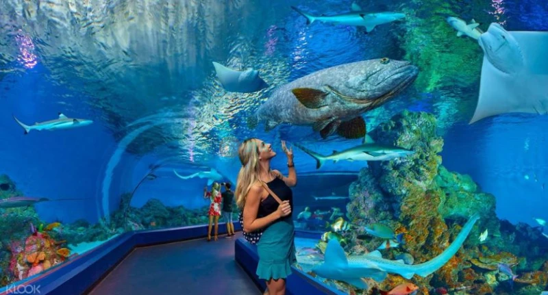Cairns Aquarium Ticket
