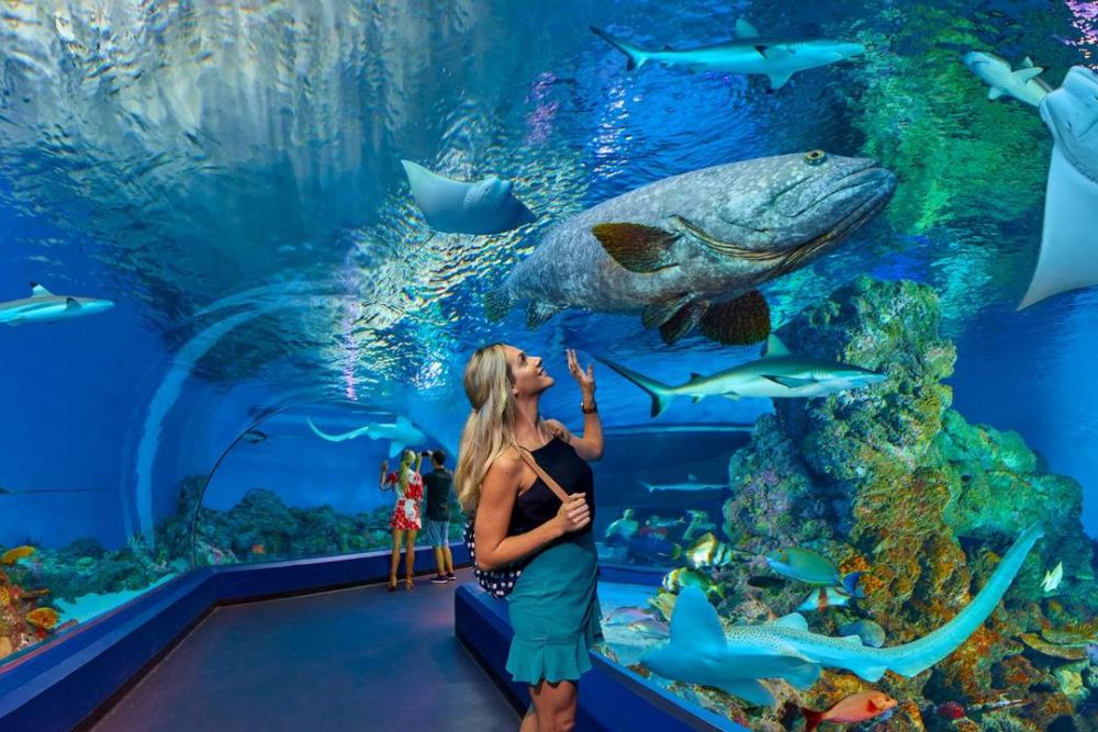 Cairns Aquarium Ticket - Visit Cairns Aquarium to explore over 16,000 marine and land animals from the Great Barrier Reef and Wet Tropics Rainforest. Enjoy interactive exhibits, daily talks, and animal feedings in this all-weather attraction located in the heart of Cairns. Perfect for visitors of all ages. Cairns Aquarium Ticket - Image 1 of 5