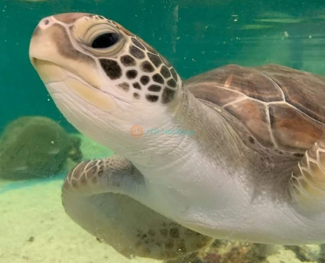 Cairns Aquarium Ticket Offer | Explore Marine Life & Rainforest Wonders - JTR Holidays - Image 2 of 5