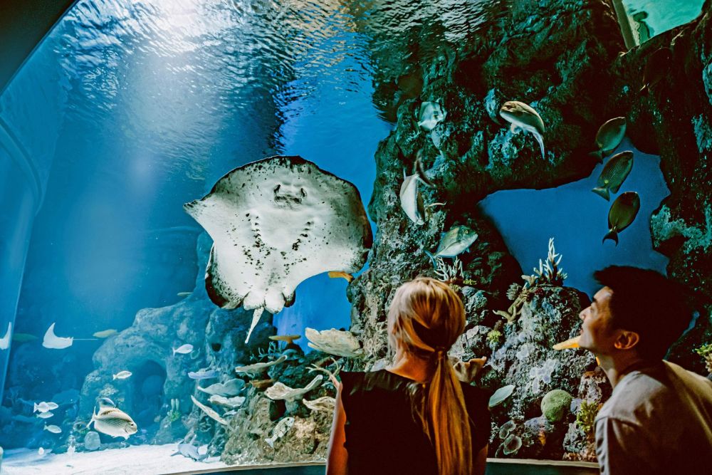 Cairns Aquarium Ticket - Image 3 of 5