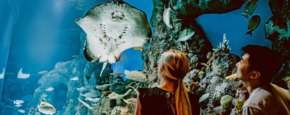 Cairns Aquarium Ticket Offer | Explore Marine Life & Rainforest Wonders - JTR Holidays - Image 3 of 5