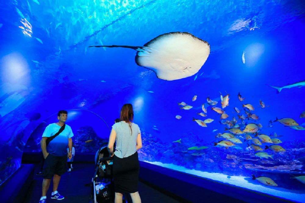 Cairns Aquarium Ticket - Image 4 of 5