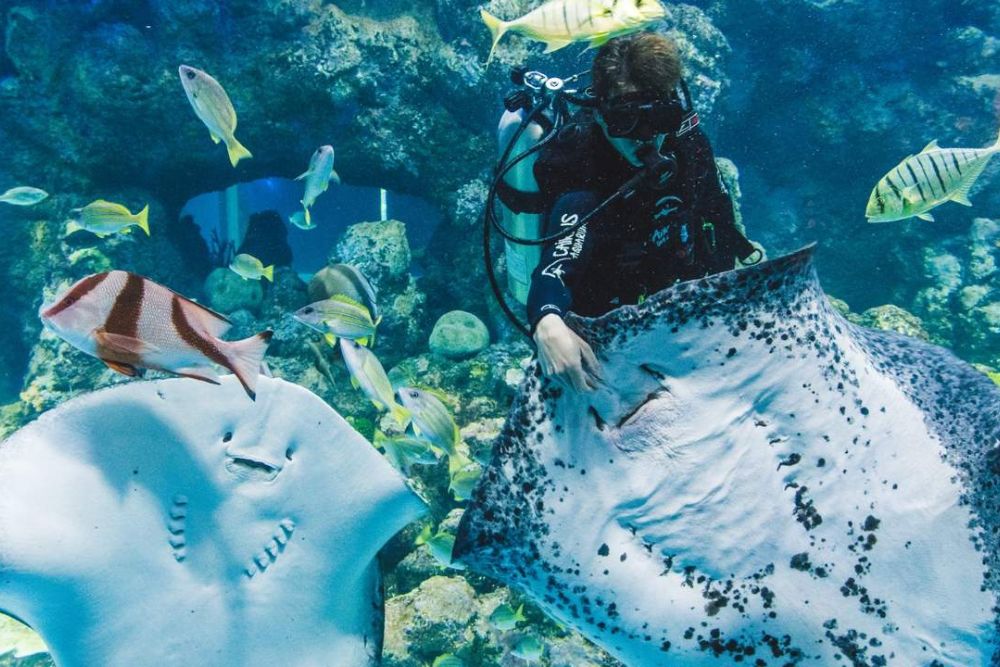 Cairns Aquarium Ticket - Image 8 of 8