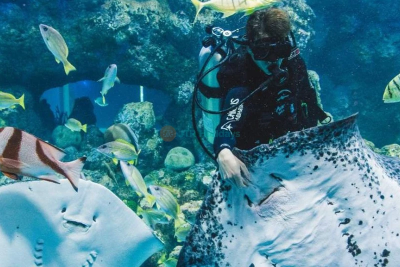 Cairns Aquarium Ticket Offer | Explore Marine Life & Rainforest Wonders - JTR Holidays - Image 8 of 8