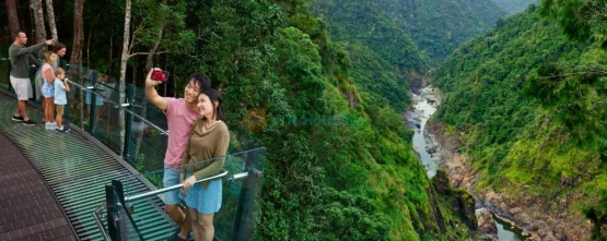 Skyrail Rainforest Cableway - Breathtaking Tropical Rainforest Experience - JTR Holidays