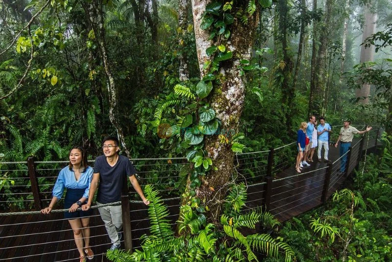 Skyrail Rainforest Cableway - Breathtaking Tropical Rainforest Experience - JTR Holidays