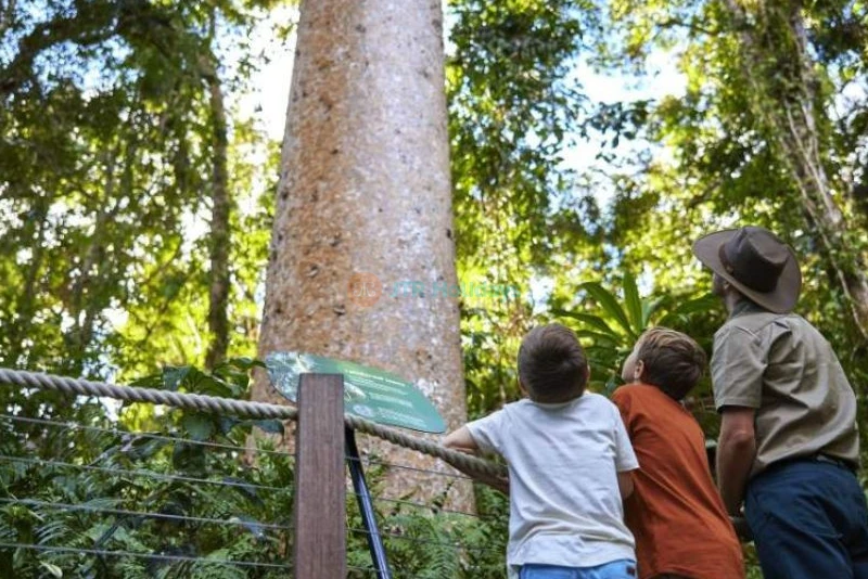 Skyrail Rainforest Cableway - Breathtaking Tropical Rainforest Experience - JTR Holidays