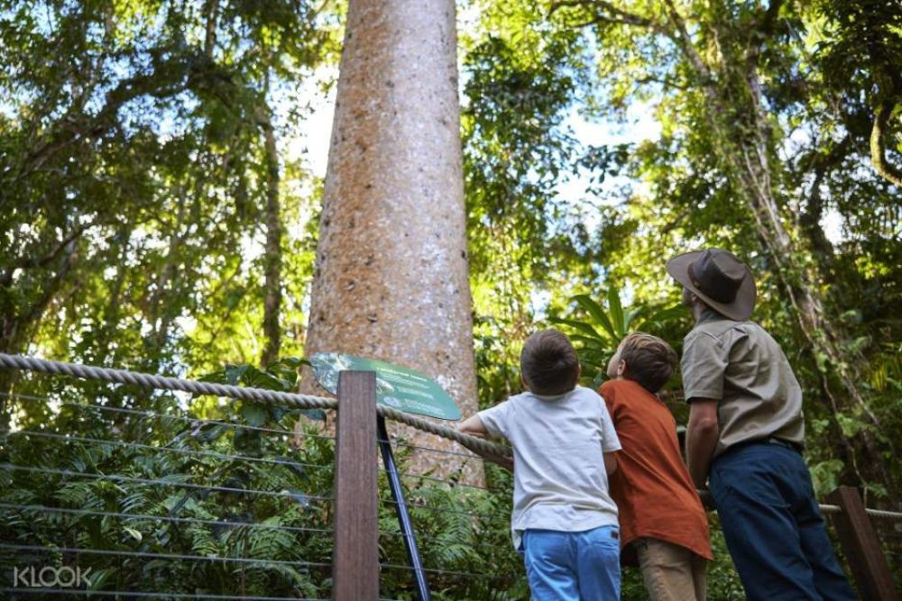 Skyrail Rainforest Cableway - Image 8 of 9