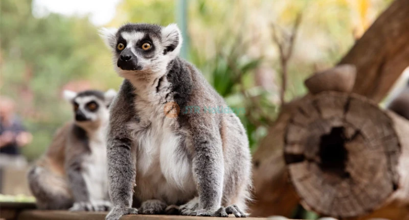 Biglietto per Adelaide Zoo
