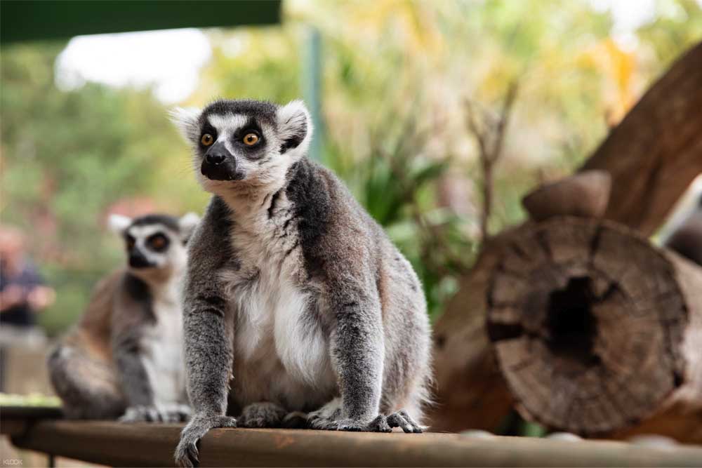 Adelaide Zoo Ticket - Image 1 of 9