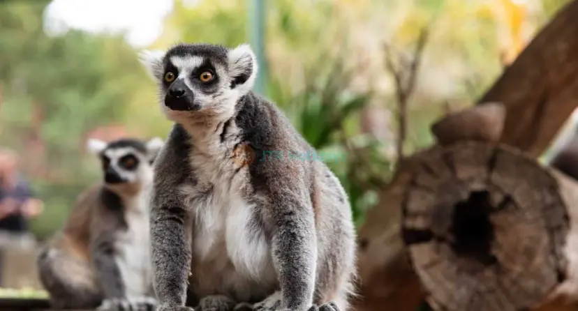 Adelaide Zoo Ticket - Image 1 of 9