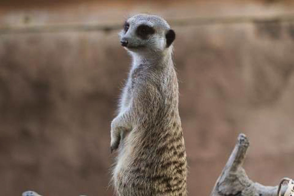 Adelaide Zoo Ticket - Visit Adelaide Zoo, home to over 1,800 animals and 250 species from around the globe! Located in the heart of Adelaide, this vibrant sanctuary offers unforgettable experiences, including daily animal talks and interactive exhibits. Explore lush gardens, meet the only giant pandas in Australasia, and enjoy a family-friendly day of adventure. Discover the wonders of wildlife while contributing to global conservation efforts! Adelaide Zoo Ticket - Image 2 of 5