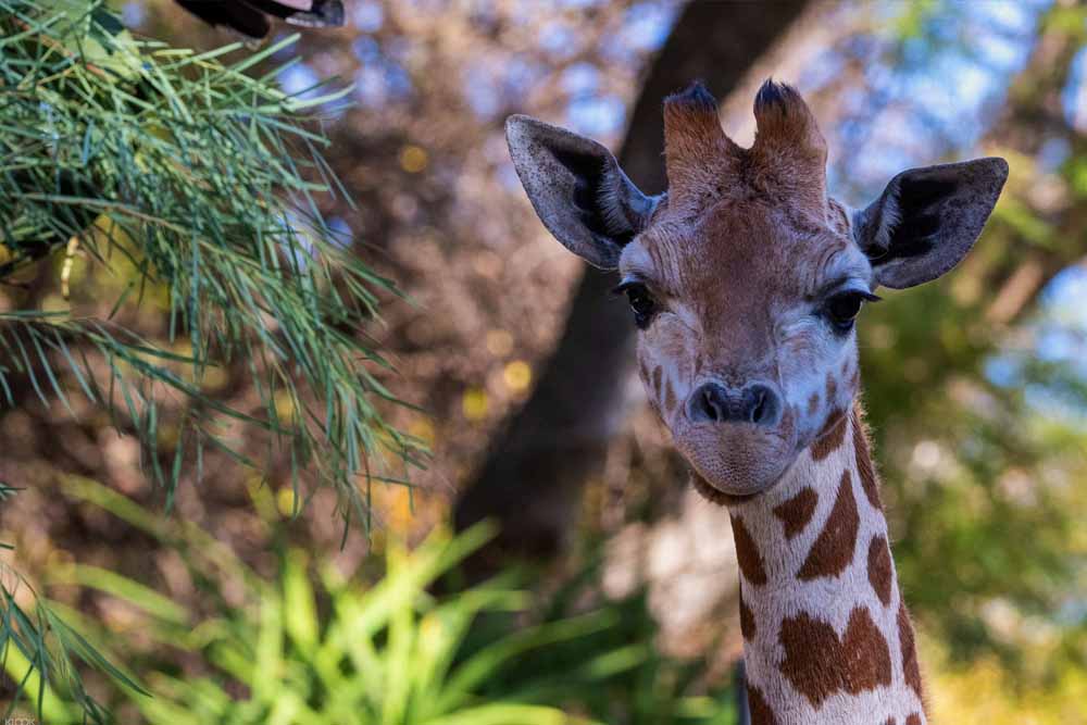 Adelaide Zoo Ticket - Visit Adelaide Zoo, home to over 1,800 animals and 250 species from around the globe! Located in the heart of Adelaide, this vibrant sanctuary offers unforgettable experiences, including daily animal talks and interactive exhibits. Explore lush gardens, meet the only giant pandas in Australasia, and enjoy a family-friendly day of adventure. Discover the wonders of wildlife while contributing to global conservation efforts! Adelaide Zoo Ticket - Image 4 of 5