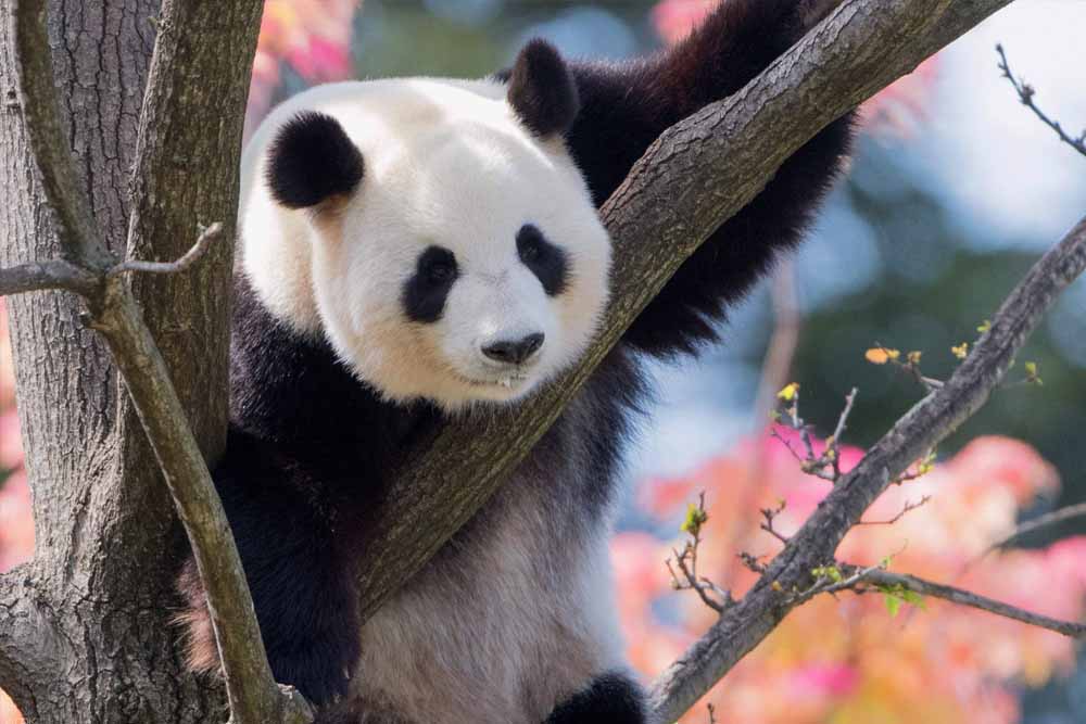 Adelaide Zoo Ticket - Image 5 of 9