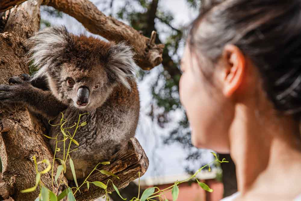 Adelaide Zoo Ticket - Image 7 of 9