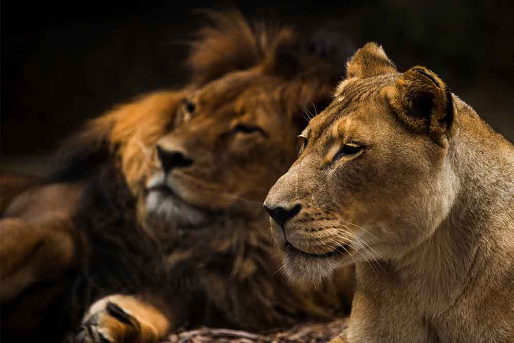 Adelaide Zoo Ticket - Image 8 of 9