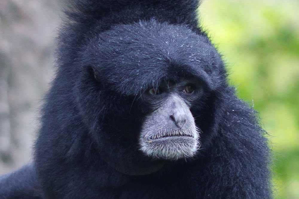 Adelaide Zoo Ticket - Image 9 of 9