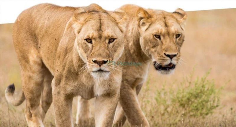 Monarto Safari Park