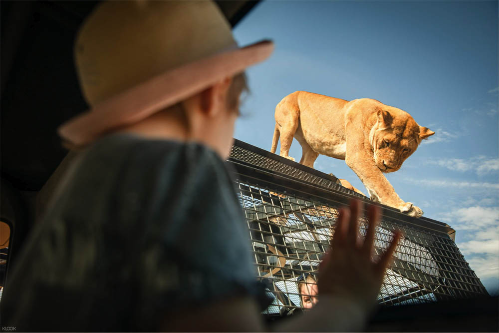 Monarto Safari Park & Lions 360 Experience - Image 1 of 10
