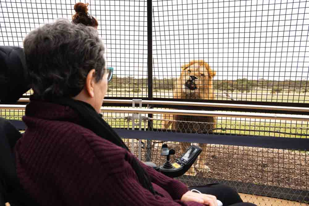 Monarto Safari Park - Experience the wild like never before at Monarto Safari Park with the thrilling Lions 360 Encounter. Step into Australia’s only 360-degree lion habitat and get up close with one of the country’s largest lion prides. Perfect for families, beginners, and wildlife enthusiasts, this unforgettable adventure is wheelchair and stroller accessible. Book now for a safe, awe-inspiring journey into the heart of nature! Monarto Safari Park - Image 2 of 5
