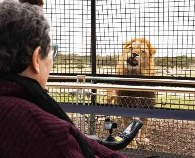 Monarto Safari Park & Lions 360 Experience - Experience the wild like never before at Monarto Safari Park with the thrilling Lions 360 Encounter. Step into Australia’s only 360-degree lion habitat and get up close with one of the country’s largest lion prides. Perfect for families, beginners, and wildlife enthusiasts, this unforgettable adventure is wheelchair and stroller accessible. Book now for a safe, awe-inspiring journey into the heart of nature! Monarto Safari Park & Lions 360 Experience - Image 2 of 5