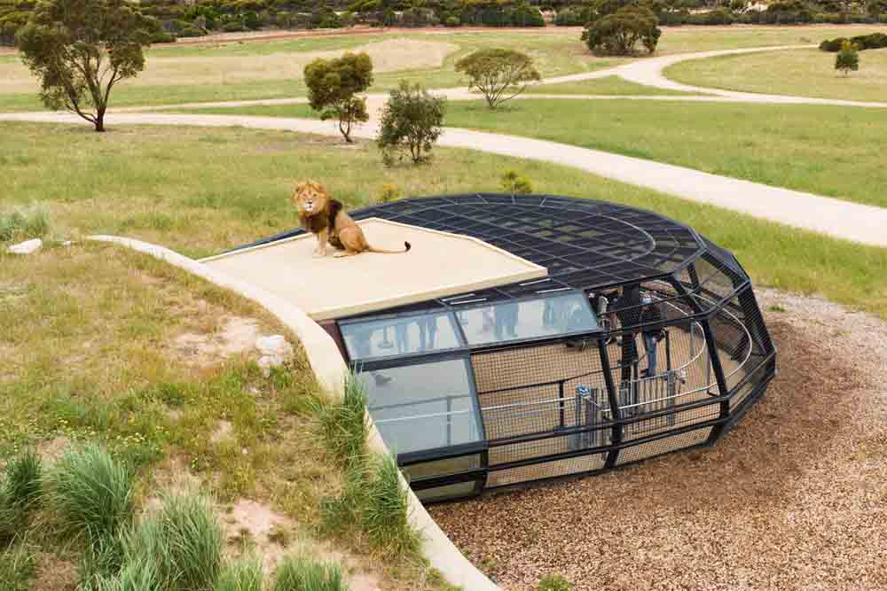 Monarto Safari Park - Experience the wild like never before at Monarto Safari Park with the thrilling Lions 360 Encounter. Step into Australia’s only 360-degree lion habitat and get up close with one of the country’s largest lion prides. Perfect for families, beginners, and wildlife enthusiasts, this unforgettable adventure is wheelchair and stroller accessible. Book now for a safe, awe-inspiring journey into the heart of nature! Monarto Safari Park - Image 3 of 5