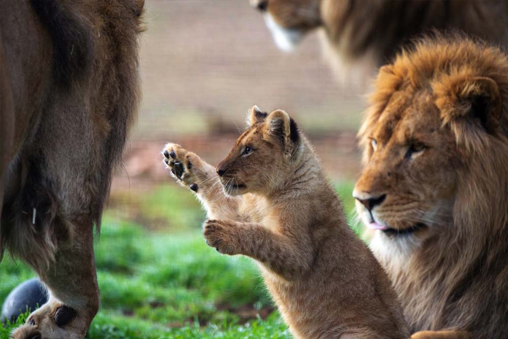 Monarto Safari Park & Lions 360 Experience - Image 4 of 5