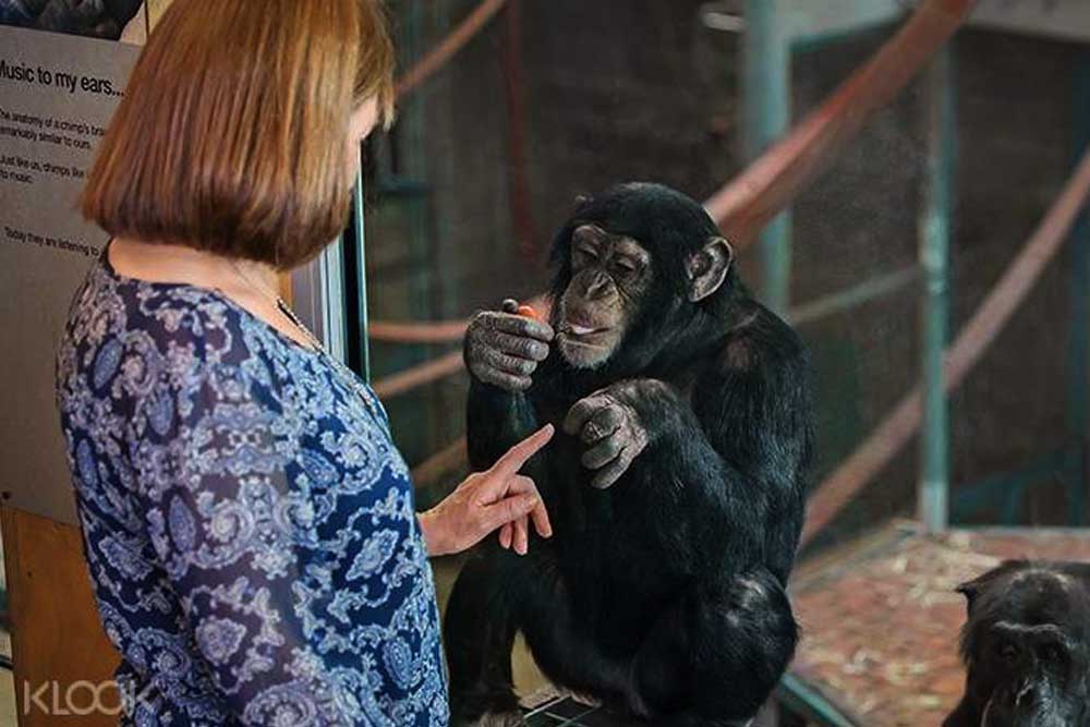 Monarto Safari Park & Lions 360 Experience - Image 5 of 10